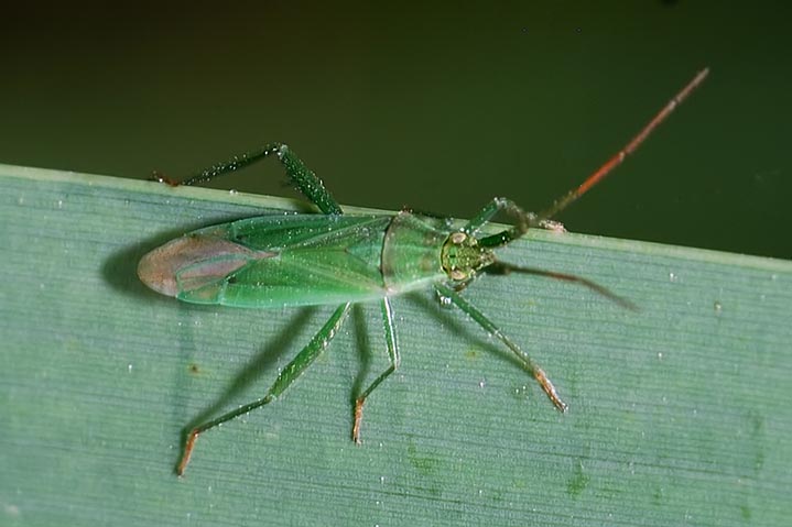 Miridae:  Stenodema (Brachystira) calcarata